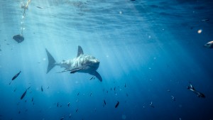Great White far